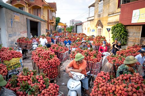 Free A bustling street market in Vietnam with vendors on scooters selling fresh lychees. Stock Photo