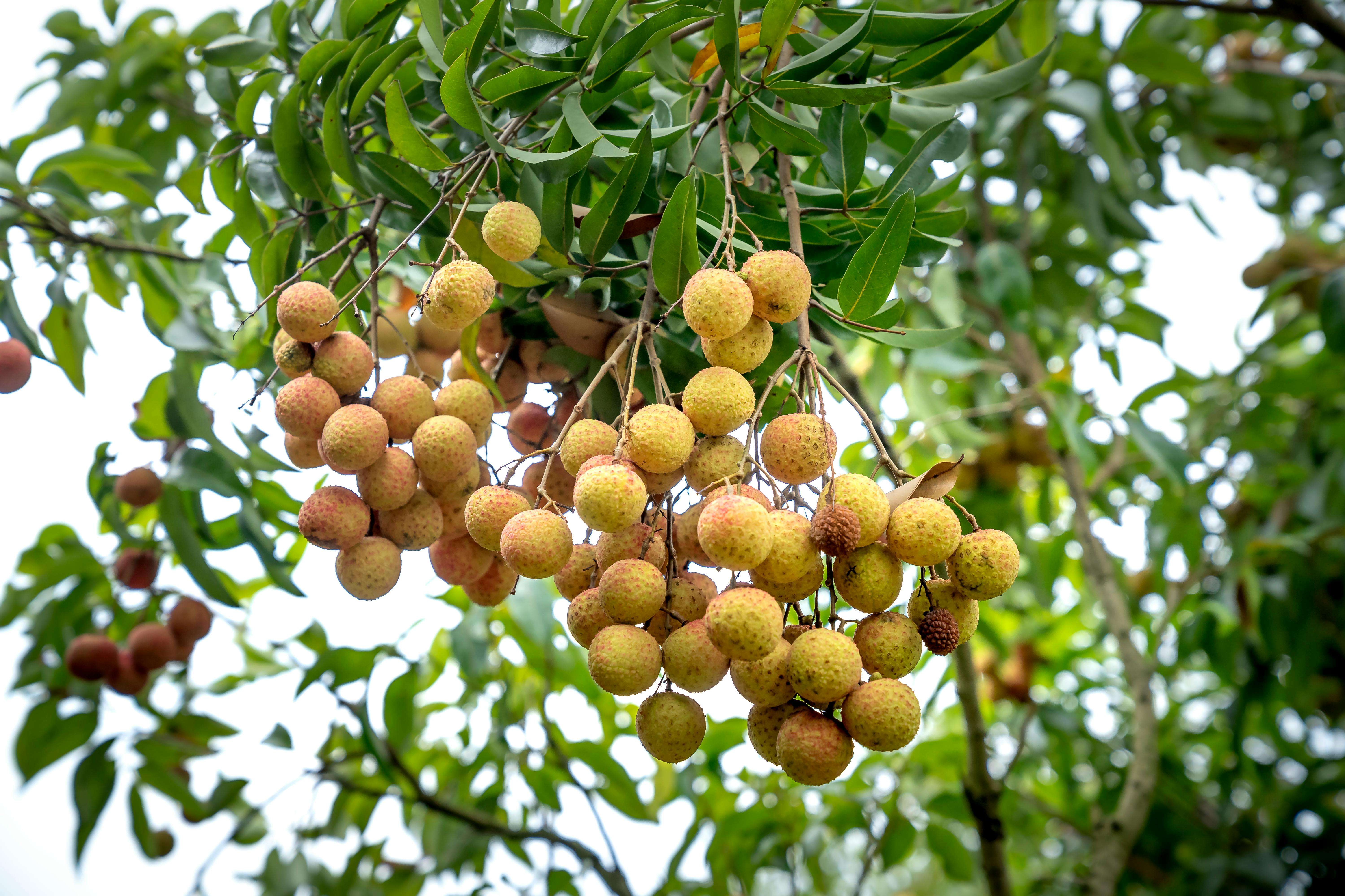 longan tree fruit