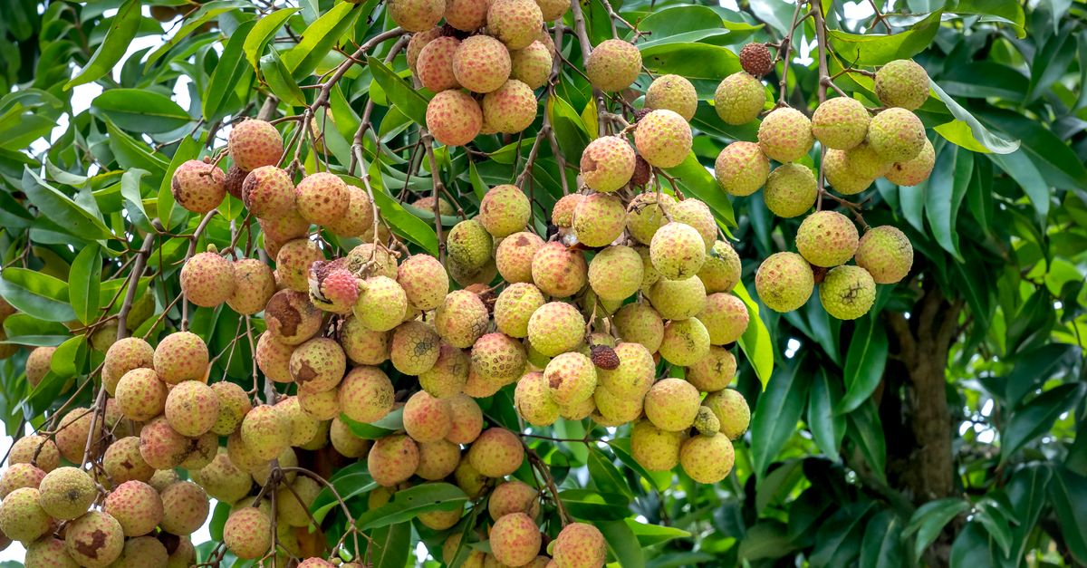 Close-up of Tree with Exotic Fruits · Free Stock Photo
