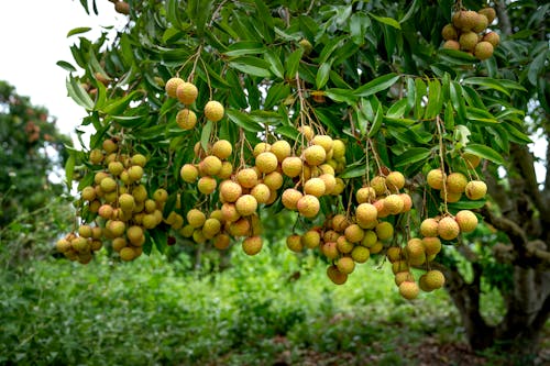Foto stok gratis agrikultura, banyak, buah-buahan