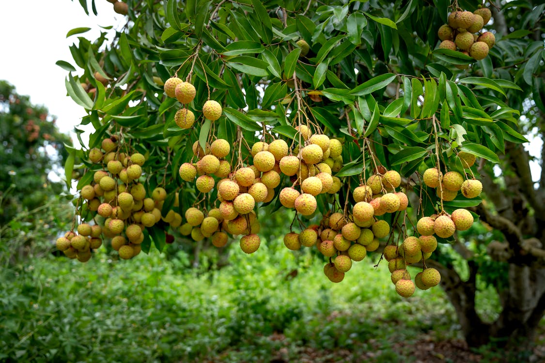 Free Yellow Round Fruits on Green Leaves Stock Photo