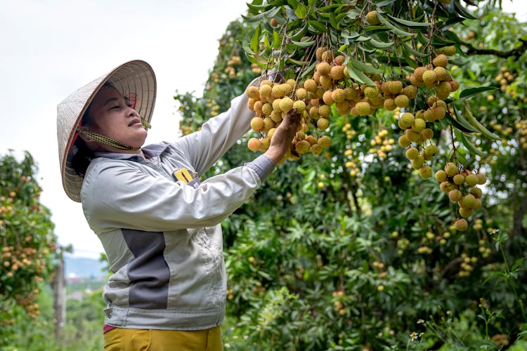 Woman Picking Longan Fruit 