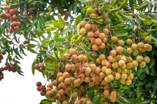 Fruit on a Tree