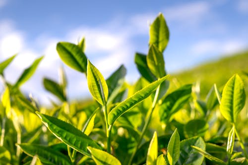 Close-up of Green Leaves