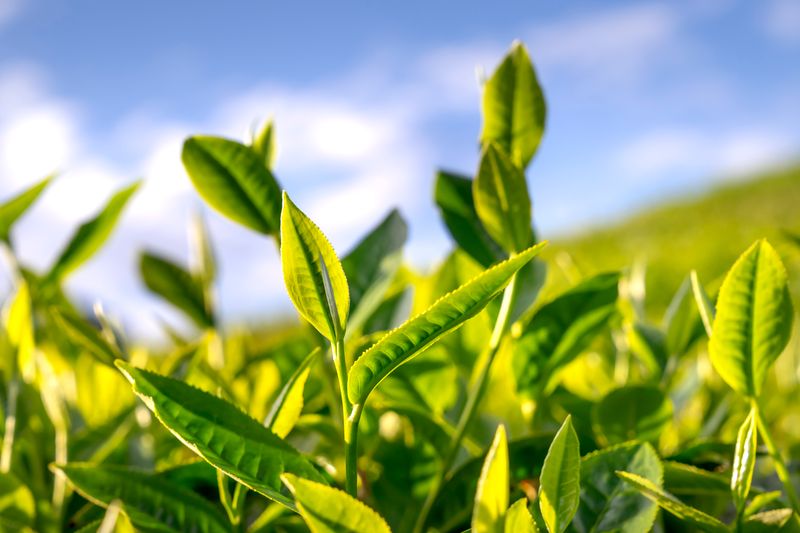 Close-up of fresh green tea leaves