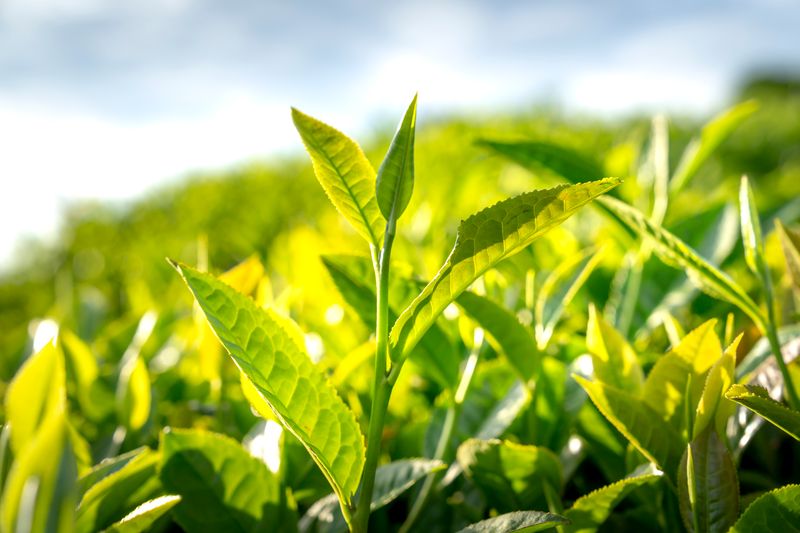 Green tea plantation terraces in Hangzhou hills