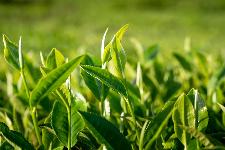 Close-up Of Green Plants Growing In Field