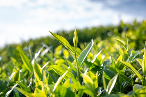 Close-up of Leaves on a Tea Plantation 