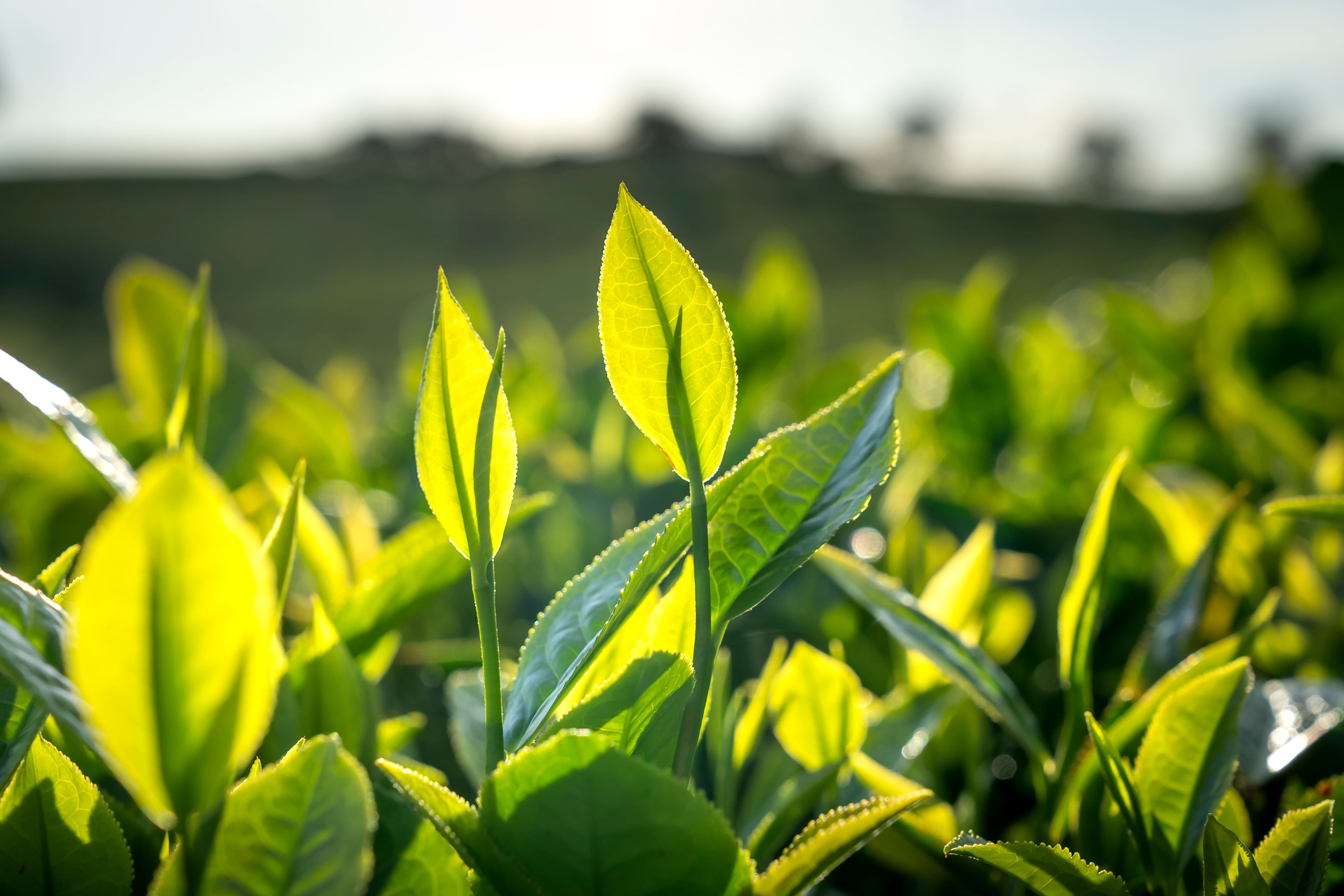 Botanical extracts including green tea and algae used in gentle eye serums - gentle polypeptide serum eyes