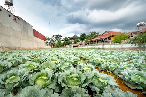 View of Cabbages Grown in a Field