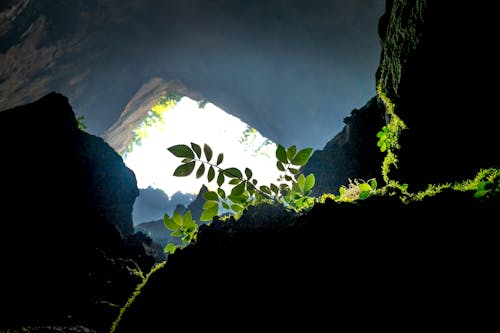 Plants Growing Inside a Cave