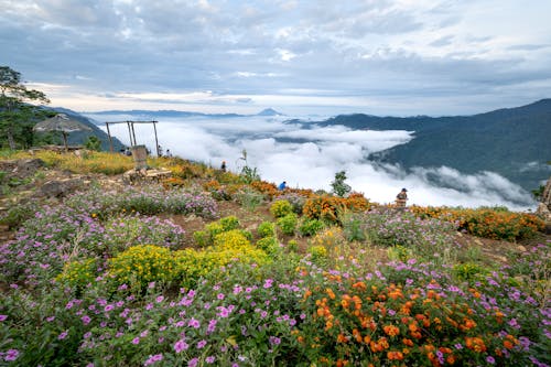 Foto stok gratis alam, awan, bunga liar