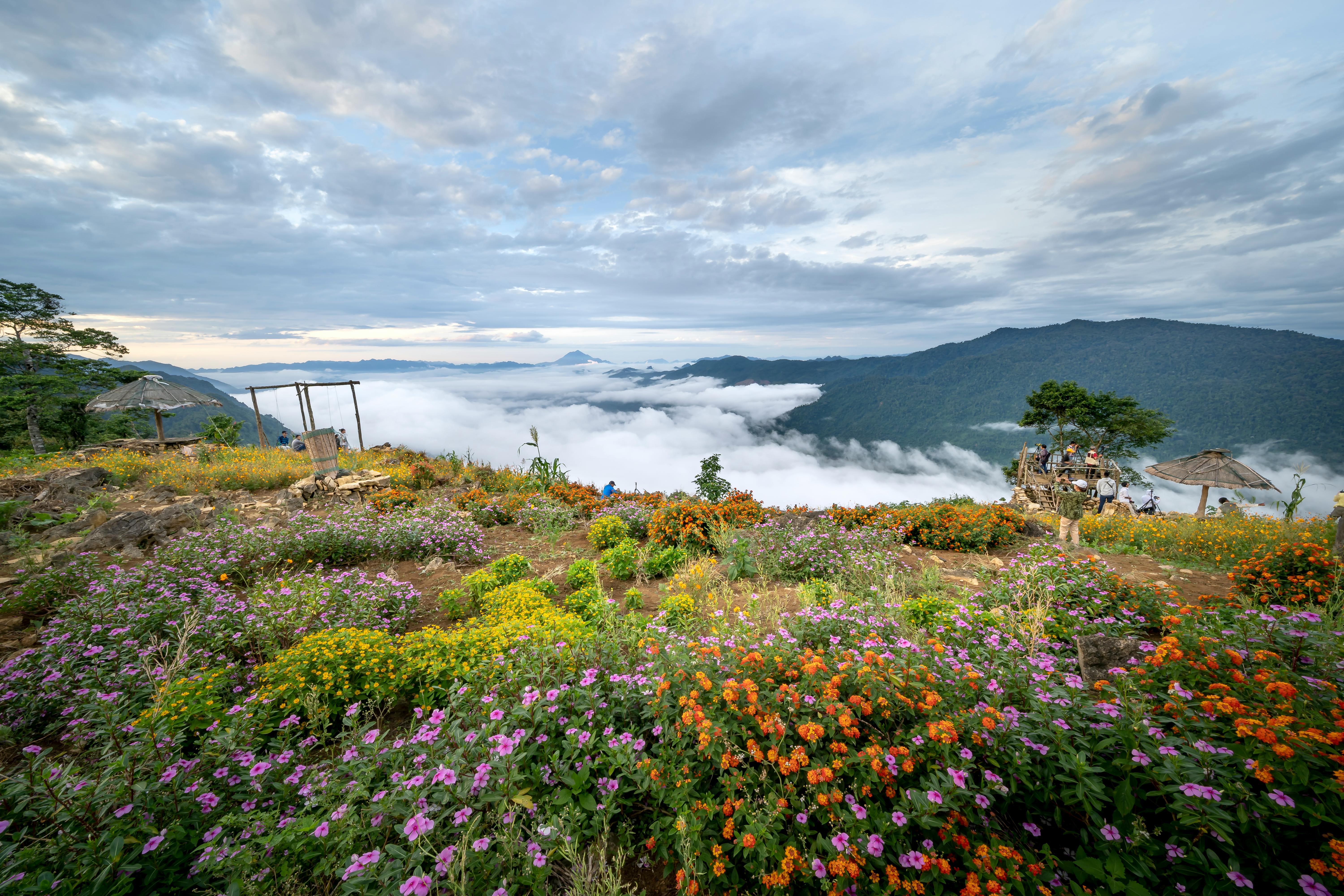 Wild Flowers On The Mountain Top · Free Stock Photo