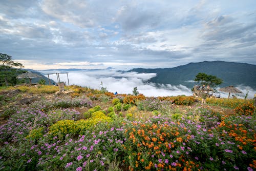 Foto stok gratis alam, awan, bunga liar