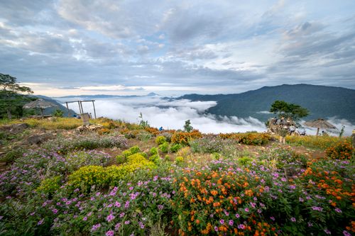 Free Colorful wildflowers in a mountain top field overlooking a cloud-filled valley with scenic vistas. Stock Photo