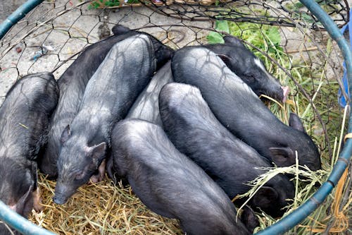 Black Pigs in Mesh Wire Cage