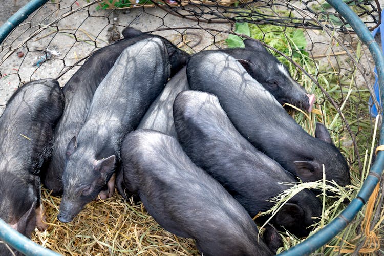 Black Pigs In Mesh Wire Cage