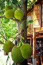 Green Fruit on Tree Branch