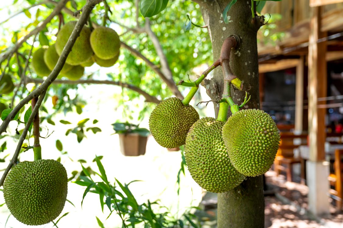 Tree Furit Green Fruit on Tree · Free Stock Photo