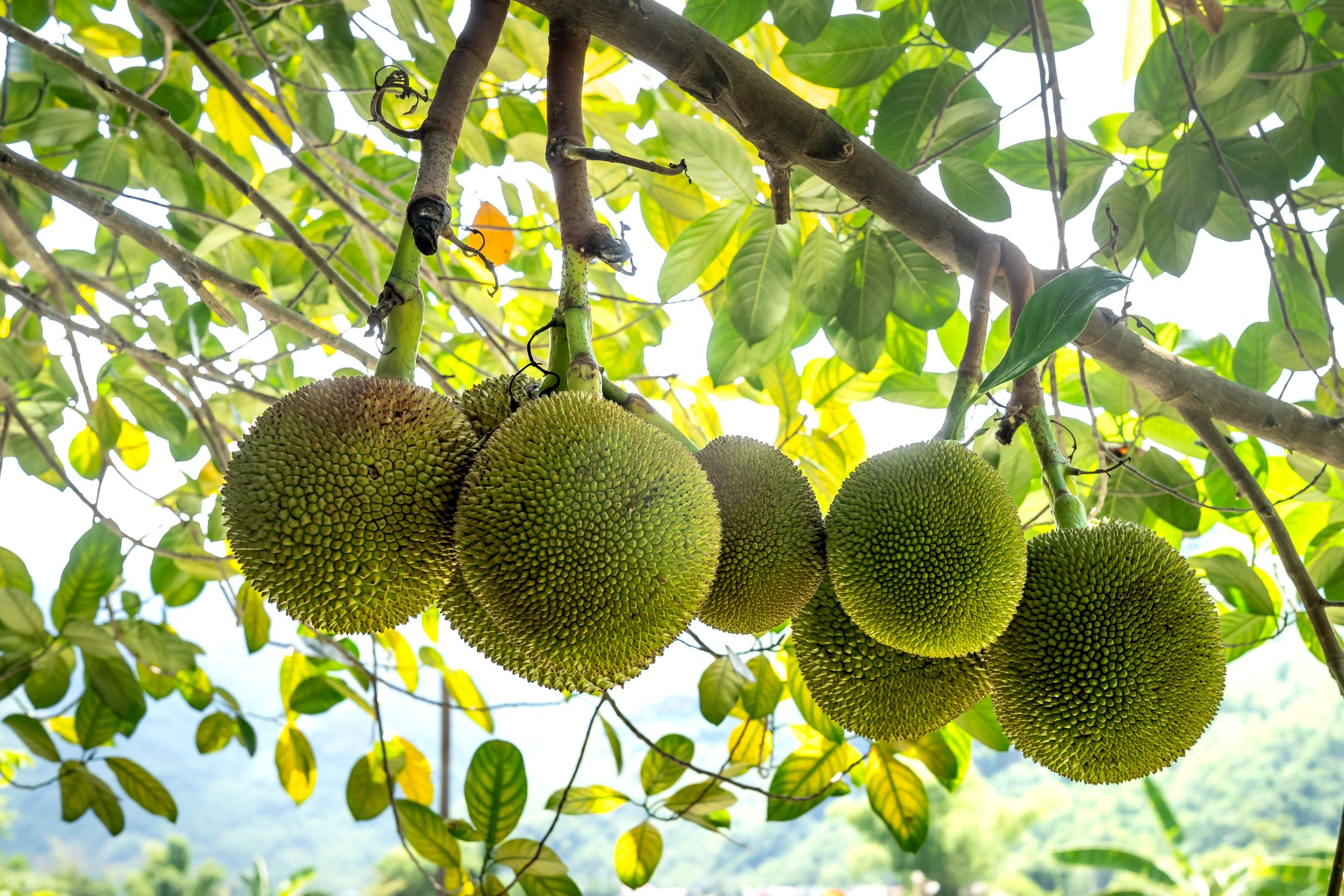 Tree Furit Green Fruits on Tree · Free Stock Photo