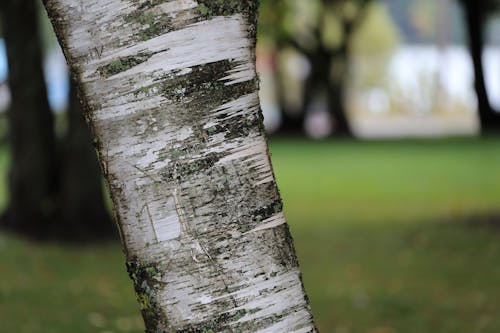 白樺樹 的 免費圖庫相片