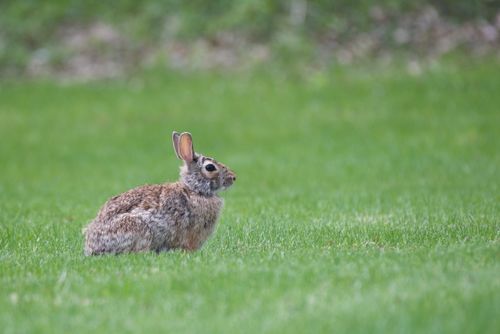 Free Close-up of a wild rabbit sitting in lush green grass during the day. Stock Photo
