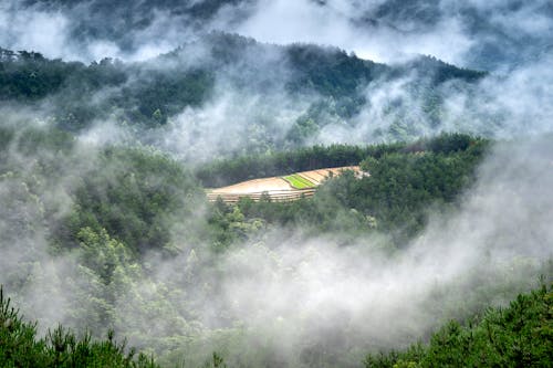 Бесплатное стоковое фото с вершины, горы, деревья