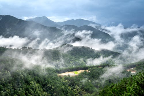 Gratuit Imagine de stoc gratuită din acoperit de nori, arbori, codru Fotografie de stoc