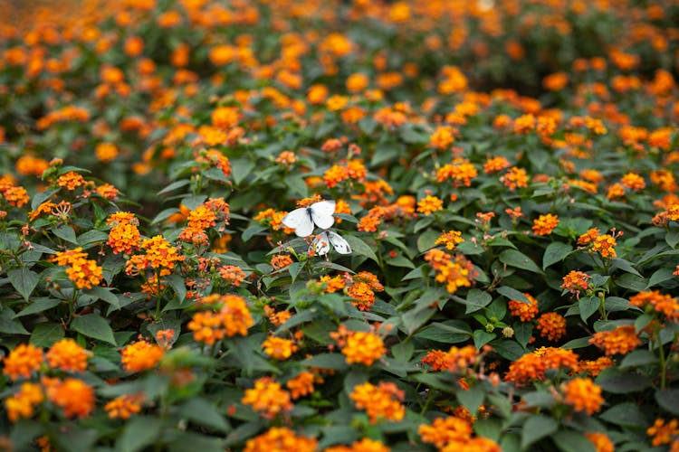 Butterflies Perched On Flowers