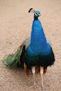 Portrait of a Blue Peacock on a Beige Sand