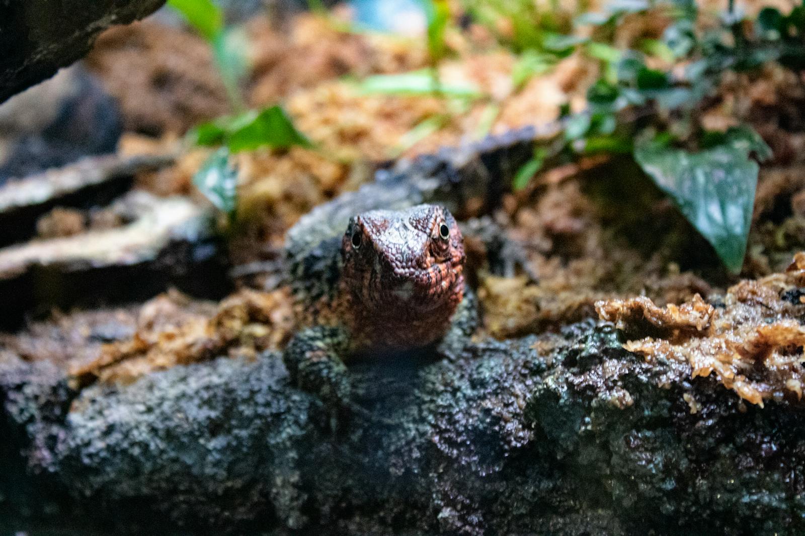 Tire Replacement Offer