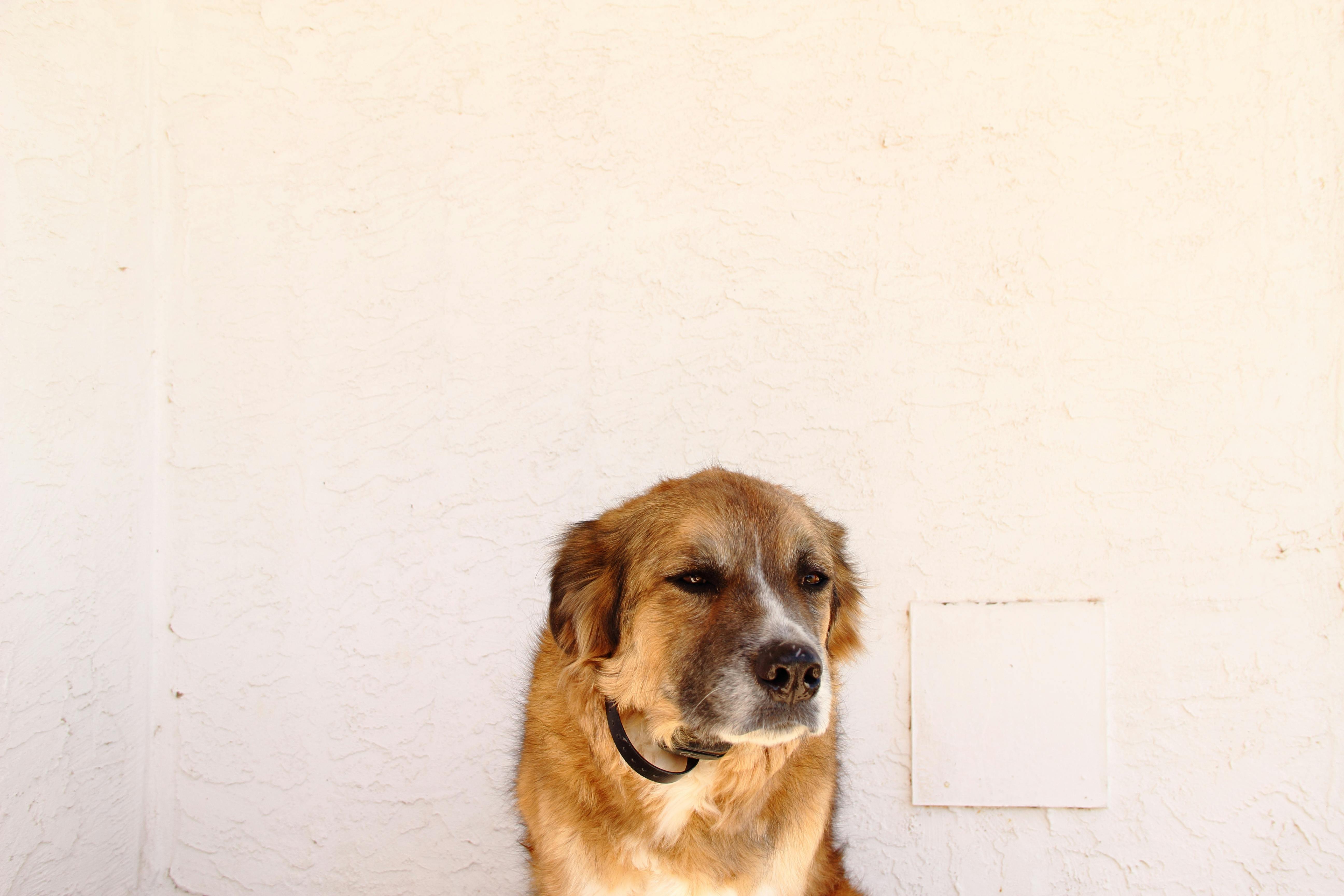 Free stock photo of dog, Mutt, rescue dog