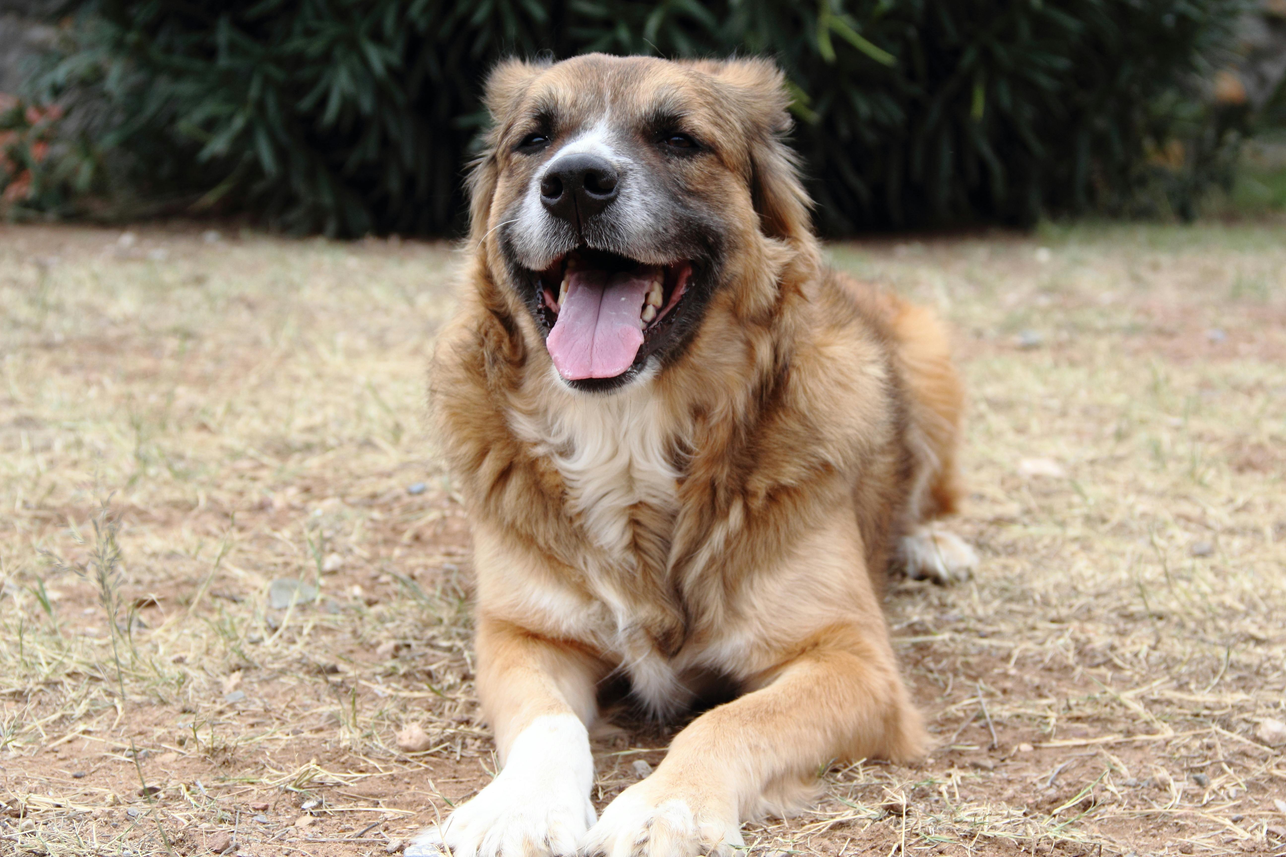 free-stock-photo-of-dog-mutt-playful-dog