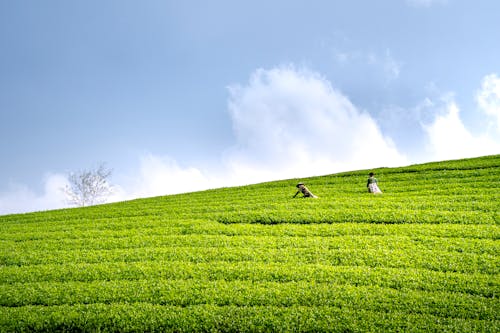Základová fotografie zdarma na téma čajové pole, farmáři, kopec