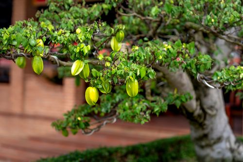 Free Close-up of a starfruit tree with vibrant green fruits and leaves, showcasing nature's beauty. Stock Photo