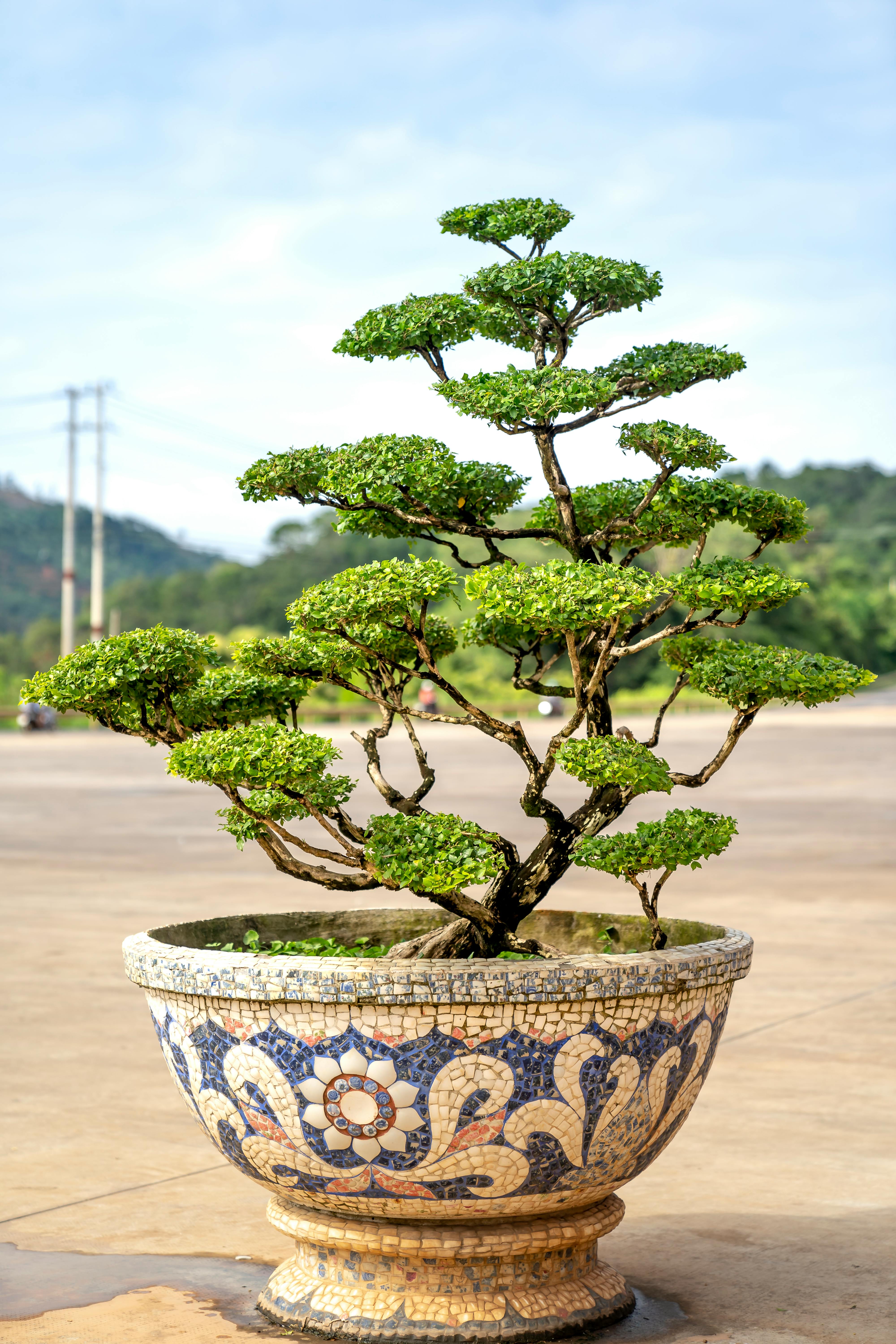 Japanese Bonsai Tree Pot Zen Garden Stock Photo 234889306