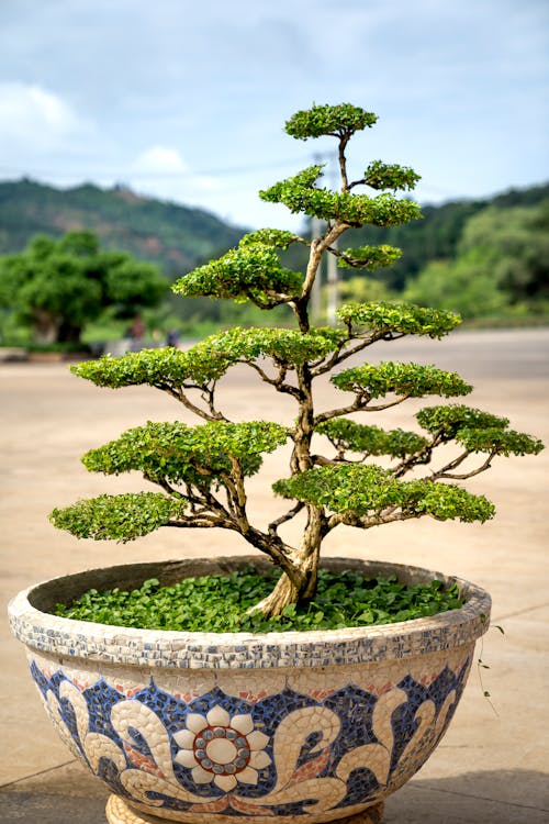 Gratis Fotos de stock gratuitas de al aire libre, árbol, asiático Foto de stock