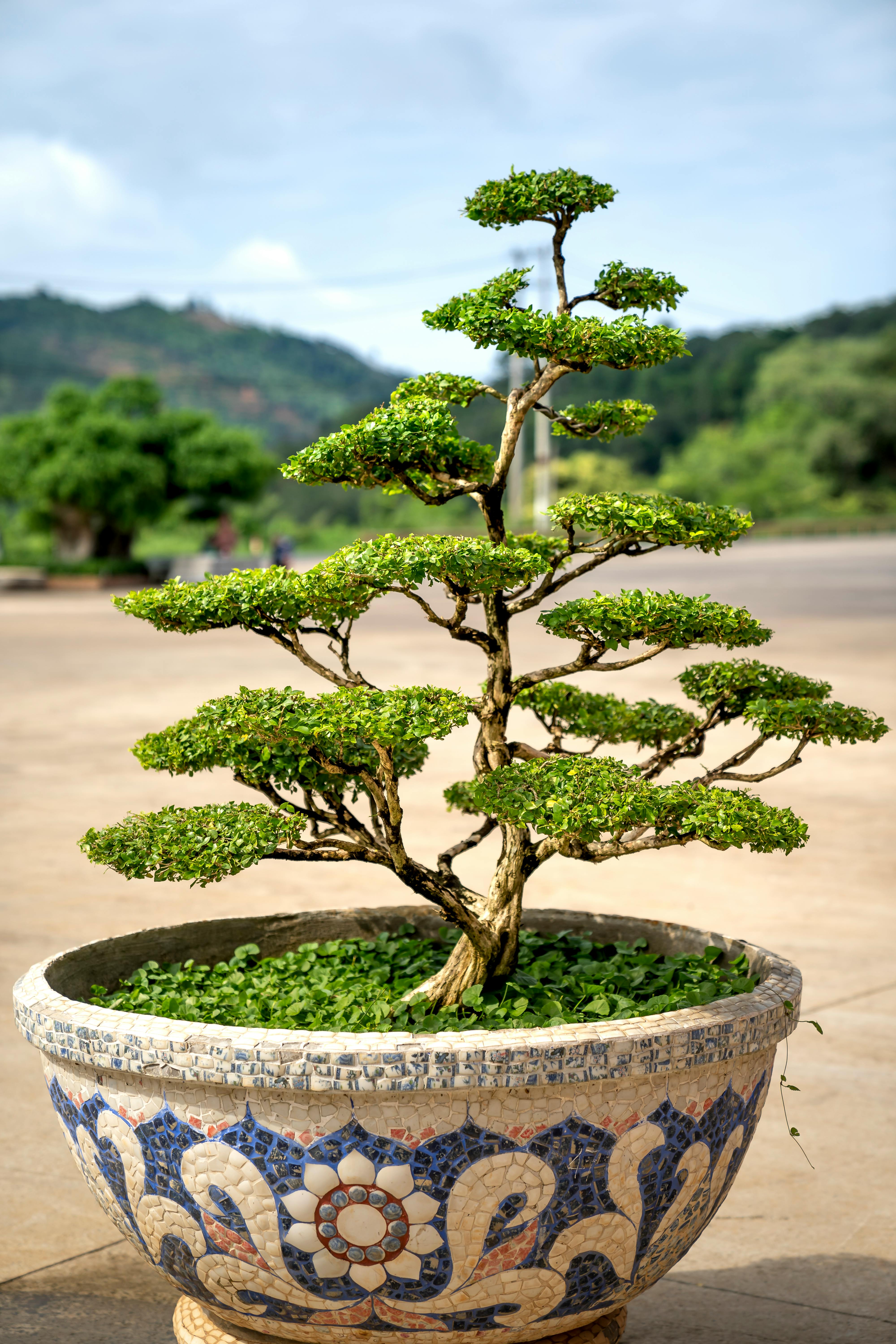 20.20+ Bonsai Baum Bilder und Fotos · Kostenlos Downloaden ...