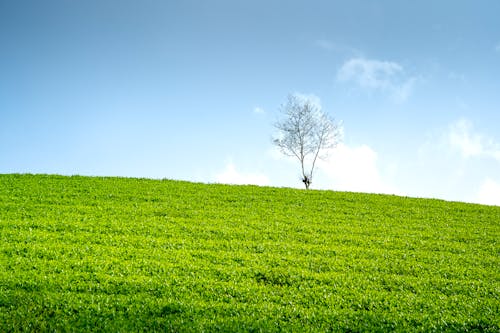 Kostenloses Stock Foto zu baum, gras, horizont