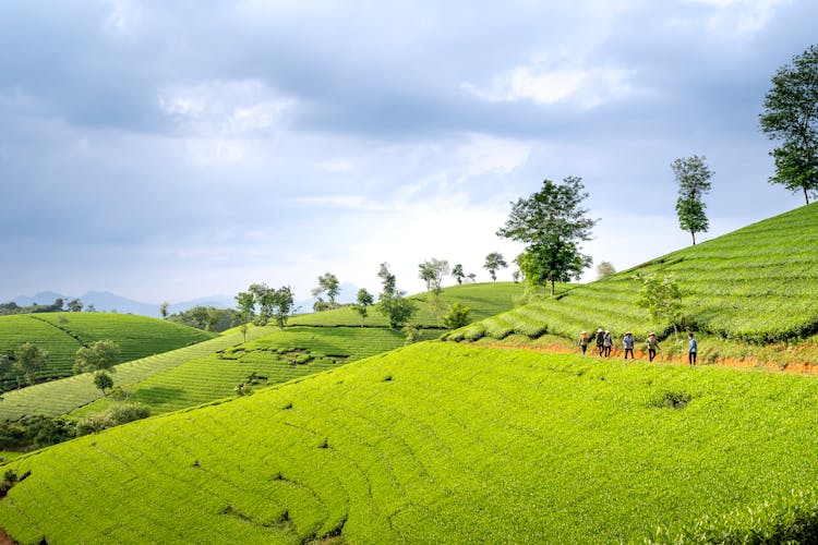 Green Agriculture Plantations On Hills