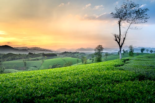 Sunset Over Lush Green Meadow