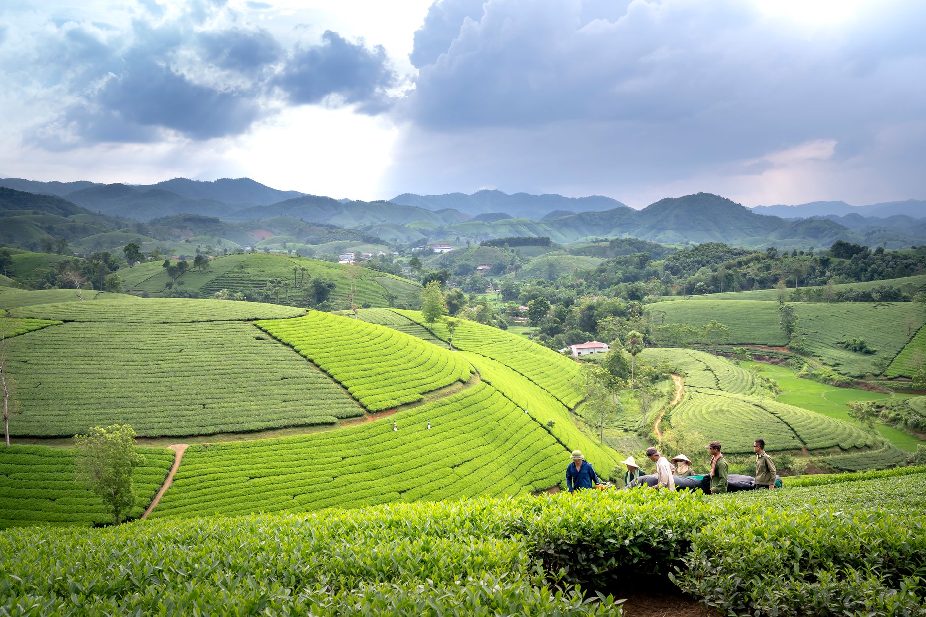 Green tea plantation with workers in a lush, hilly countryside under a cloudy sky.
