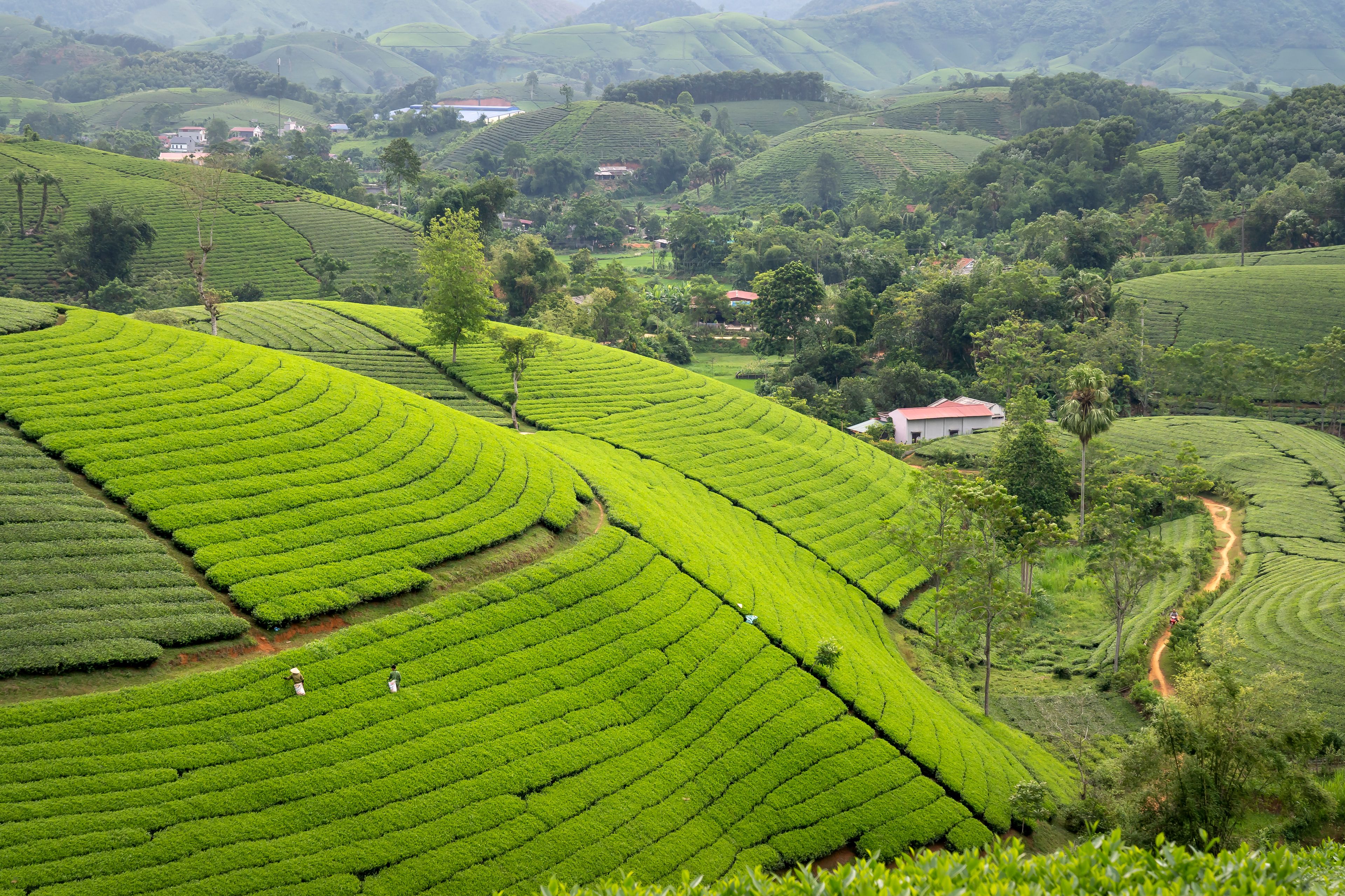 Curving rows of tea bushes on a green hillside in Darjeeling