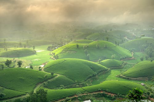 Free Green Plantations on Hills in Fog Stock Photo