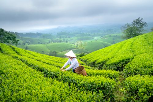 Free An Asian woman in a conical hat picking tea leaves on lush green hillside plantation. Stock Photo