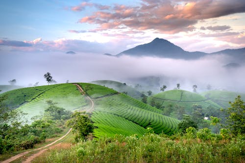 Green Plantations and Mountains in Fog