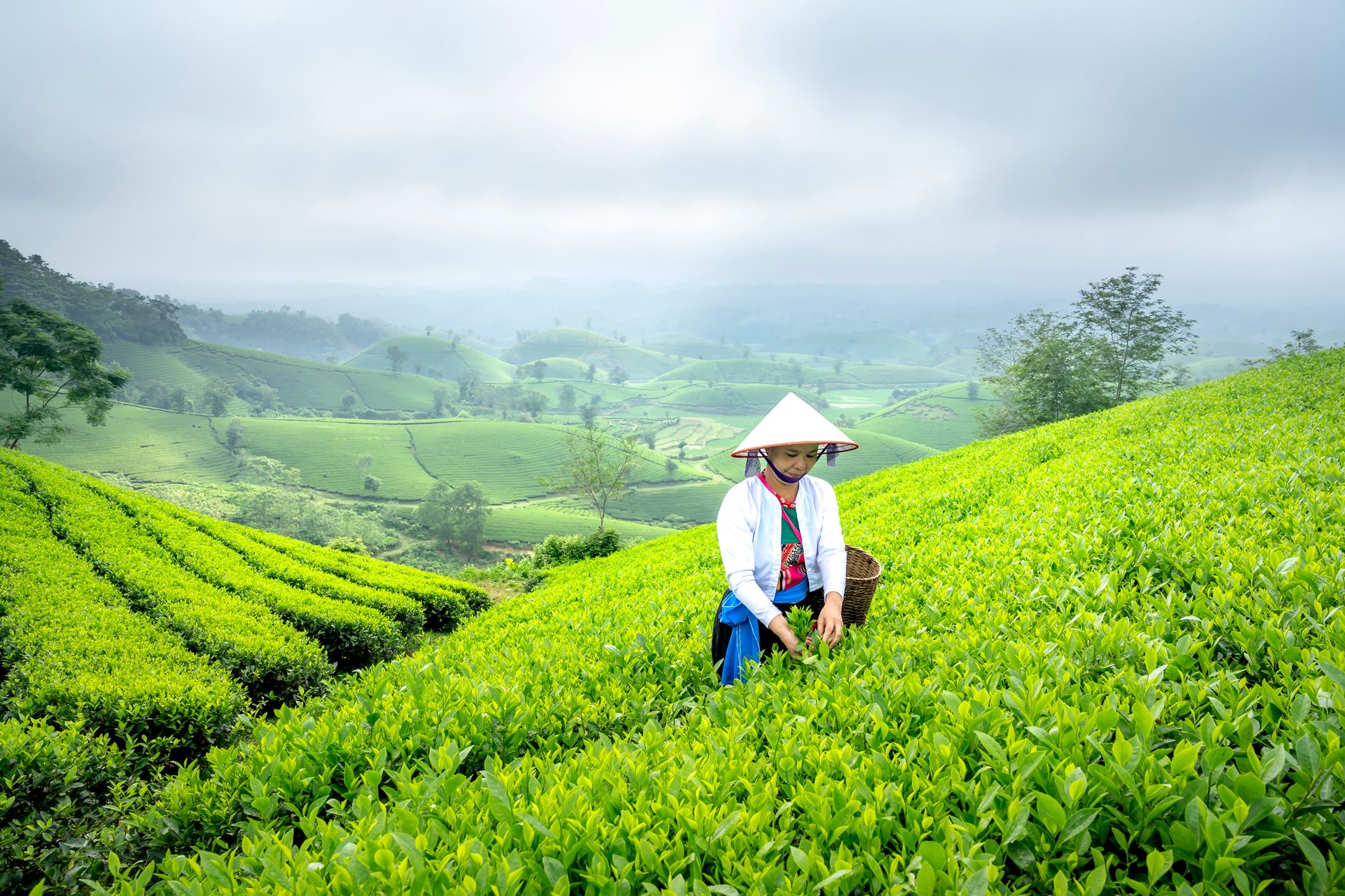 A woman in traditional attire picks tea leaves in a vibrant green rural field.
