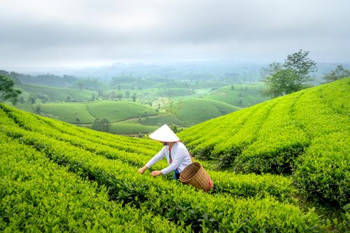 Free A woman in a conical hat picking tea on a verdant plantation hillside, surrounded by lush green landscape. Stock Photo