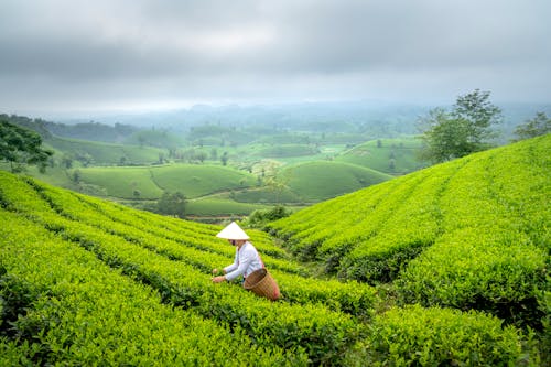 Woman Working at a Tea Plantation