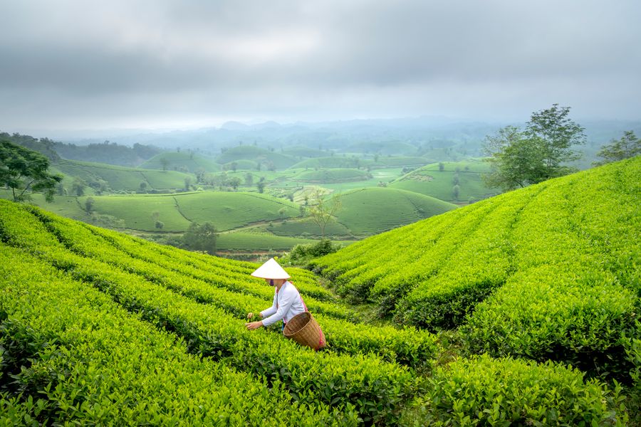 Tea picker working on a green tea plantation